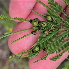 Calomela sp. (genus) at Bungendore, NSW - suppressed