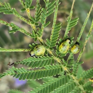 Calomela sp. (genus) at Bungendore, NSW - 8 Jan 2025