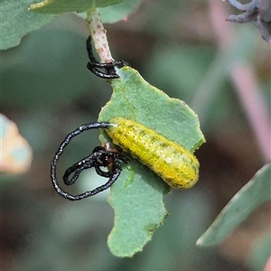 Gonipterini sp. (tribe) at Bungendore, NSW - suppressed