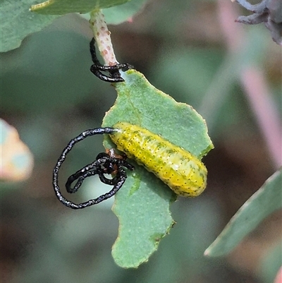 Gonipterini sp. (tribe) (A weevil) at Bungendore, NSW - 8 Jan 2025 by clarehoneydove