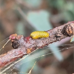 Gonipterini sp. (tribe) at Bungendore, NSW - suppressed