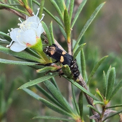 Eleale pulchra (Clerid beetle) at Bungendore, NSW - 6 Jan 2025 by clarehoneydove