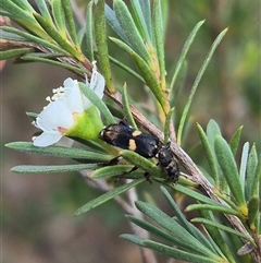 Eleale pulchra at Bungendore, NSW - 6 Jan 2025