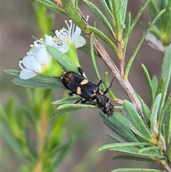 Eleale pulchra at Bungendore, NSW - 6 Jan 2025