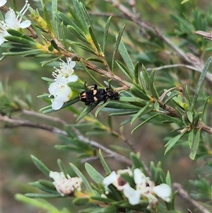 Eleale pulchra at Bungendore, NSW - 6 Jan 2025