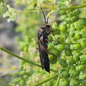 Eirone sp. (genus) (A flower wasp) at Bungendore, NSW by clarehoneydove