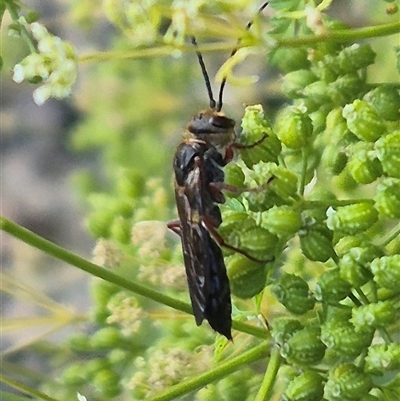 Eirone sp. (genus) (A flower wasp) at Bungendore, NSW - 2 Jan 2025 by clarehoneydove