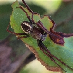 Unidentified Spider at Forbes Creek, NSW - 28 Dec 2024 by clarehoneydove