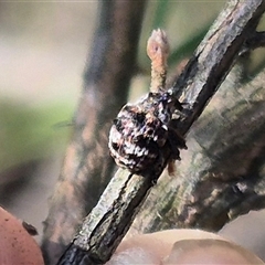 Unidentified Weevil (Curculionoidea) at Bungendore, NSW - 27 Dec 2024 by clarehoneydove