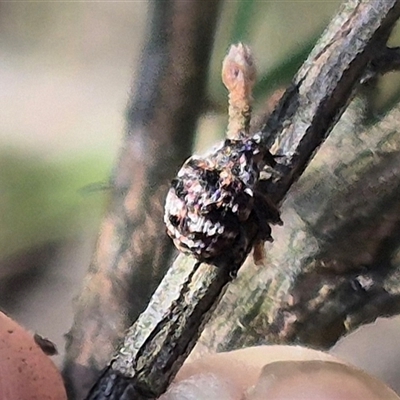 Cryptoplini sp. (tribe) (Weevil) at Bungendore, NSW - 27 Dec 2024 by clarehoneydove