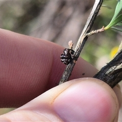 Cryptoplini sp. (tribe) at Bungendore, NSW - suppressed