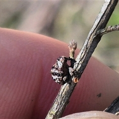 Cryptoplini sp. (tribe) at Bungendore, NSW - suppressed