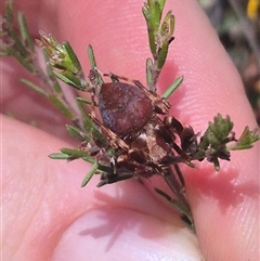 Hortophora sp. (genus) at Bungendore, NSW - 27 Dec 2024 by clarehoneydove