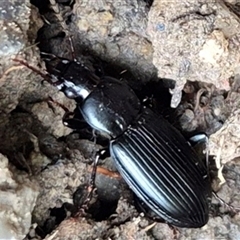 Pterostichini (tribe) (A Carabid beetle) at Bungendore, NSW by clarehoneydove