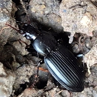 Pterostichini (tribe) (A Carabid beetle) at Bungendore, NSW by clarehoneydove