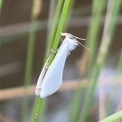 Tipanaea patulella (A Crambid moth) at Bungendore, NSW - 10 Jan 2025 by clarehoneydove