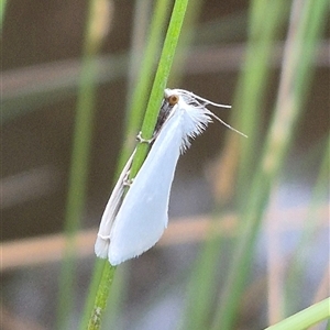 Tipanaea patulella at Bungendore, NSW - suppressed