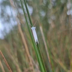 Tipanaea patulella at Bungendore, NSW - suppressed