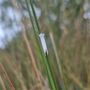 Tipanaea patulella at Bungendore, NSW - suppressed