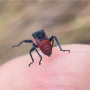 Eurymela distincta at Bungendore, NSW - suppressed