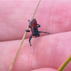 Eurymela distincta at Bungendore, NSW - suppressed