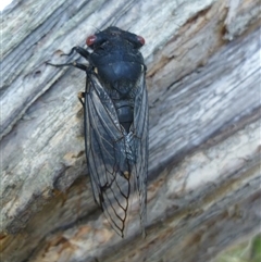 Psaltoda moerens (Redeye cicada) at Herne Hill, VIC - 30 Dec 2024 by WendyEM