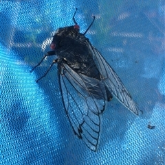 Psaltoda moerens at Herne Hill, VIC - 31 Dec 2024 08:22 AM