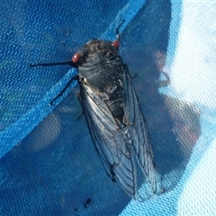 Psaltoda moerens at Herne Hill, VIC - 31 Dec 2024 08:22 AM