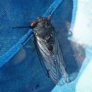 Psaltoda moerens at Herne Hill, VIC - 31 Dec 2024 08:22 AM