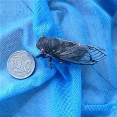 Psaltoda moerens at Herne Hill, VIC - 31 Dec 2024 08:22 AM