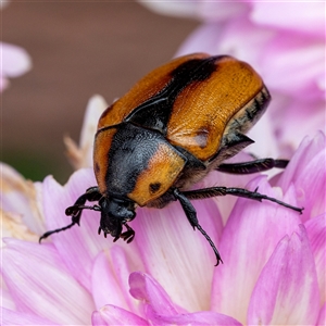 Chondropyga dorsalis (Cowboy beetle) at Curtin, ACT by SMOT