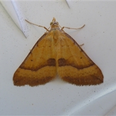 Anachloris subochraria (Golden Grass Carpet) at Herne Hill, VIC - 18 Dec 2024 by WendyEM