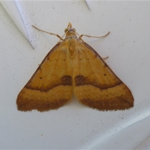 Anachloris subochraria (Golden Grass Carpet) at Herne Hill, VIC by WendyEM