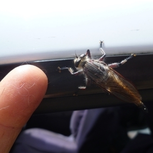 Neoaratus hercules at Freshwater Creek, VIC - 22 Dec 2024 11:22 AM