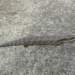 Tiliqua scincoides scincoides at Herne Hill, VIC - 30 Dec 2024 by WendyEM