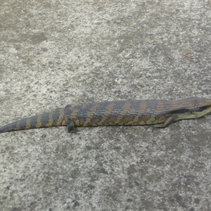 Tiliqua scincoides scincoides at Herne Hill, VIC by WendyEM