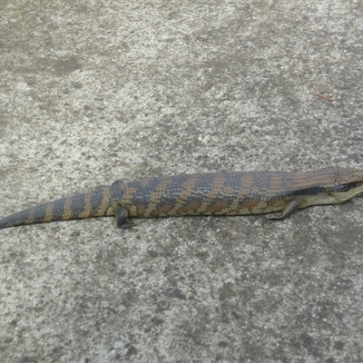 Tiliqua scincoides scincoides (Eastern Blue-tongue) at Herne Hill, VIC - 30 Dec 2024 by WendyEM