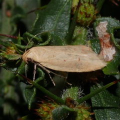 Heteroteucha occidua (A concealer moth) at Freshwater Creek, VIC - 10 Apr 2020 by WendyEM