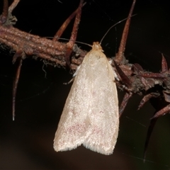 Heteroteucha occidua (A concealer moth) at Freshwater Creek, VIC - 10 Apr 2020 by WendyEM