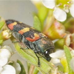 Castiarina sexplagiata (Jewel beetle) at Tinderry, NSW - 8 Jan 2025 by Harrisi