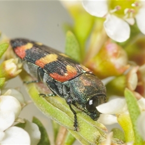 Castiarina sexplagiata at Tinderry, NSW - suppressed