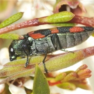 Castiarina sexplagiata at Tinderry, NSW - suppressed