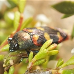 Castiarina sexplagiata at suppressed - suppressed