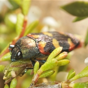 Castiarina sexplagiata at Tinderry, NSW - suppressed