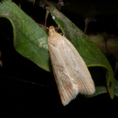 Heteroteucha occidua (A concealer moth) at Freshwater Creek, VIC - 11 Apr 2020 by WendyEM