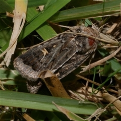 Proteuxoa oxygona (White-lined Noctuid) at Freshwater Creek, VIC - 11 Apr 2020 by WendyEM