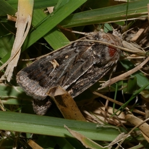 Proteuxoa oxygona at Freshwater Creek, VIC - 11 Apr 2020 12:38 AM