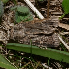 Proteuxoa oxygona (White-lined Noctuid) at Freshwater Creek, VIC - 11 Apr 2020 by WendyEM