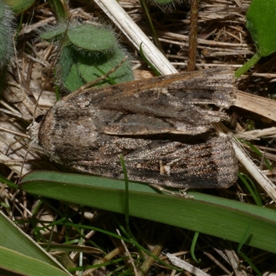 Proteuxoa oxygona (White-lined Noctuid) at Freshwater Creek, VIC - 11 Apr 2020 by WendyEM