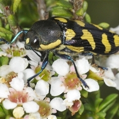 Castiarina octospilota (A Jewel Beetle) at Tinderry, NSW - 8 Jan 2025 by Harrisi